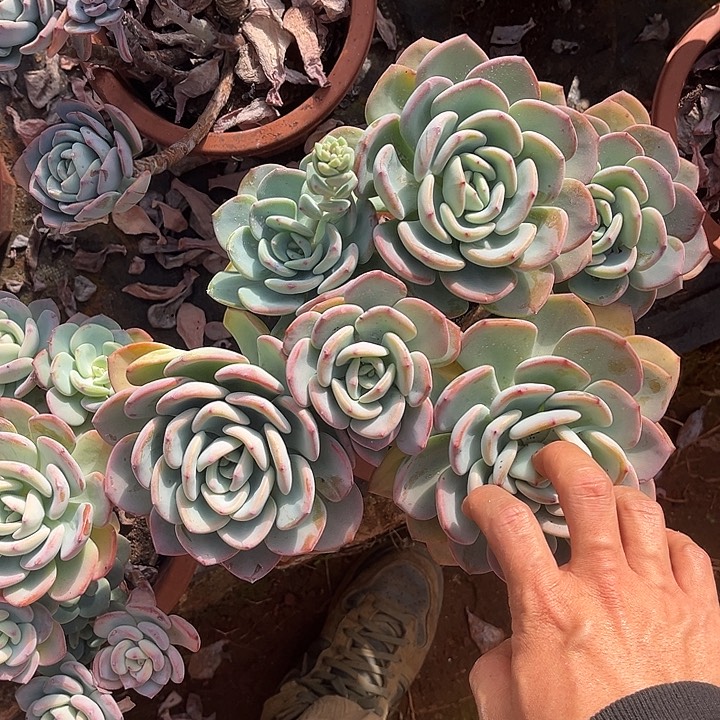 白月光13.99多肉植物有虫