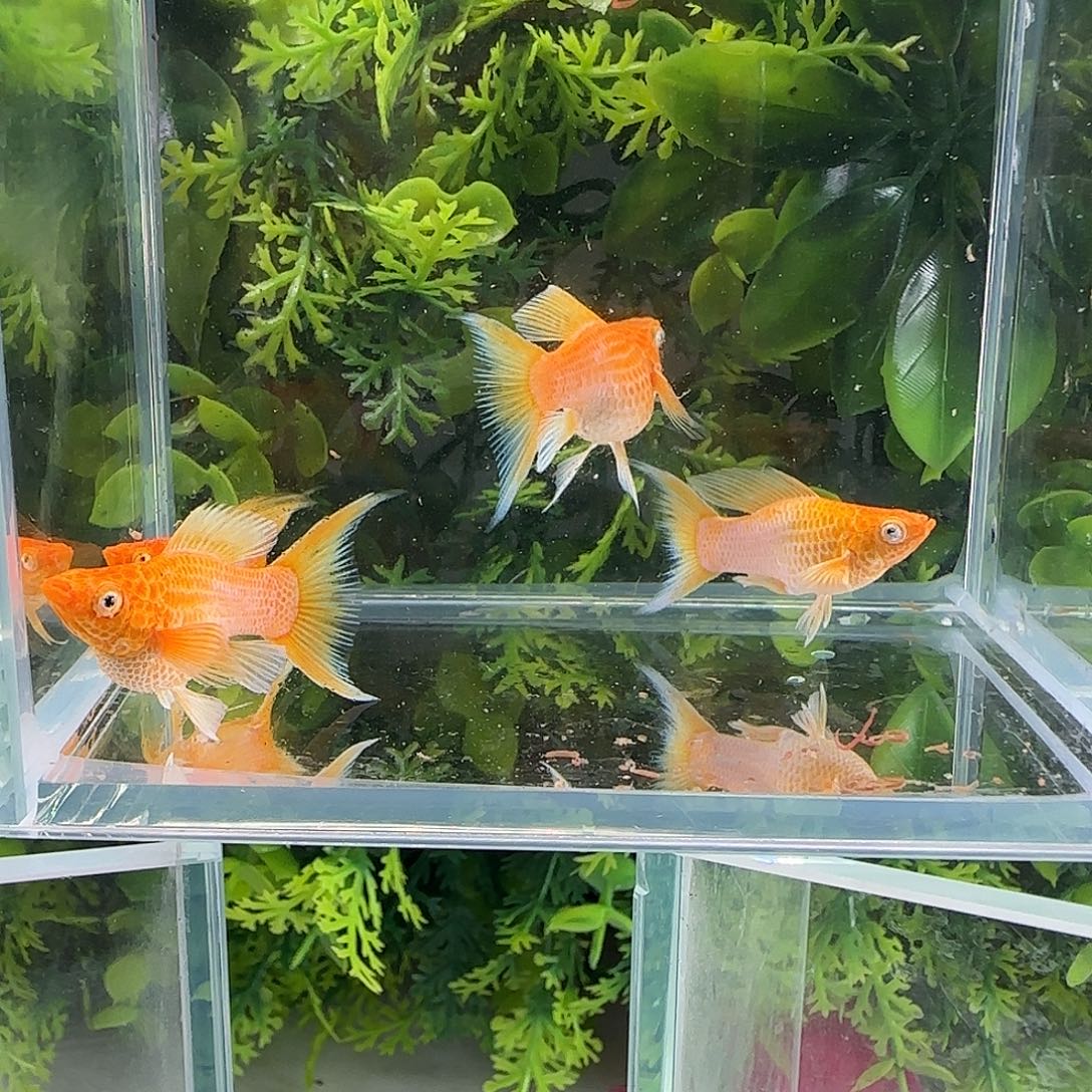 孔雀鱼钻石玛丽金柠檬2对