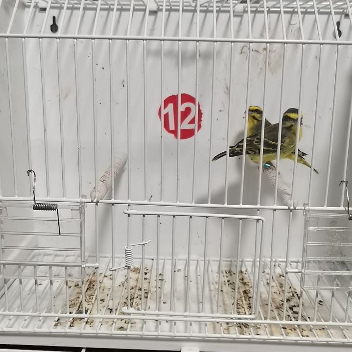 淇***逑虎皮鹦鹉金青一对