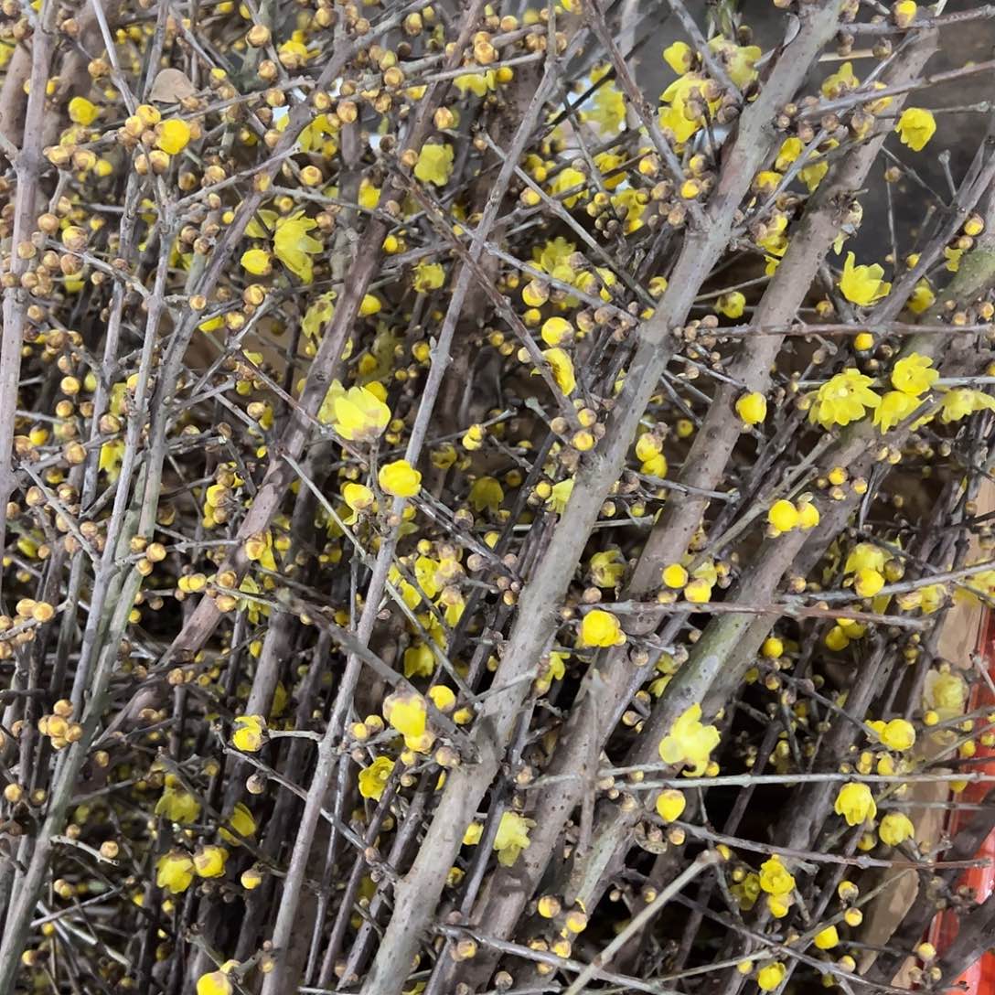 腊梅腊梅腊梅腊梅