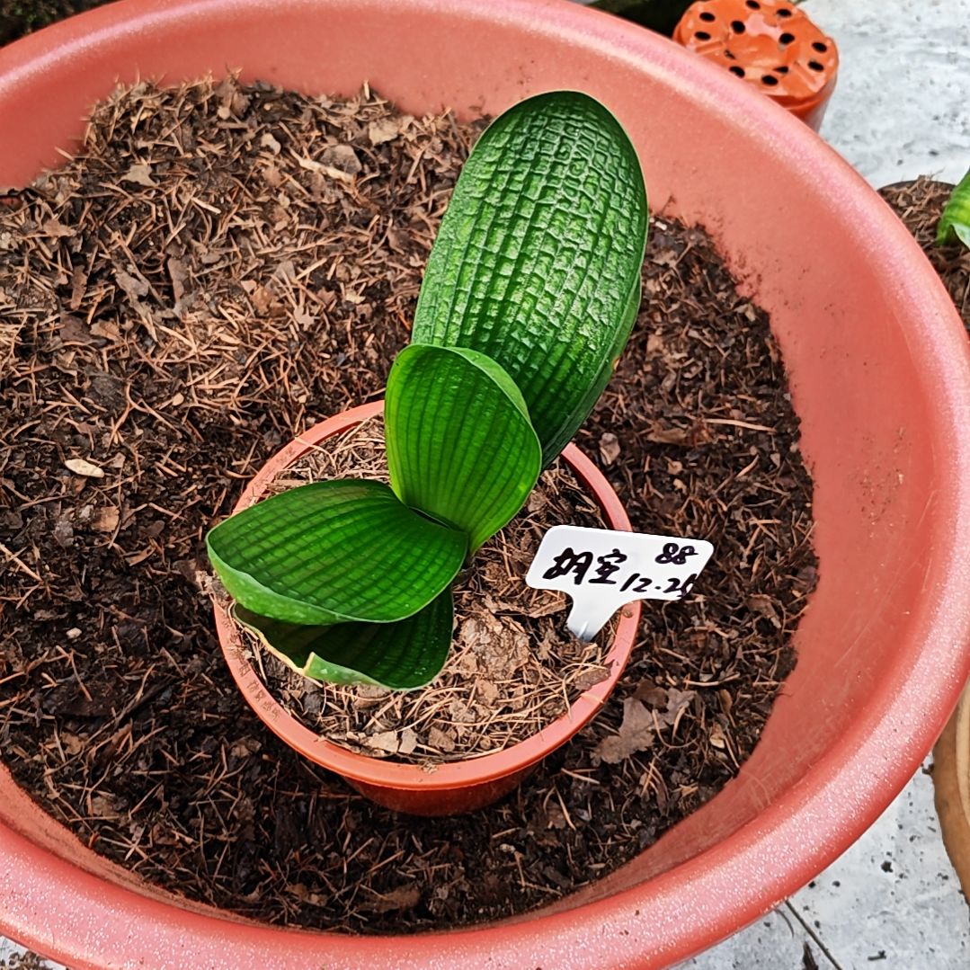 完全开放君子兰精品两年