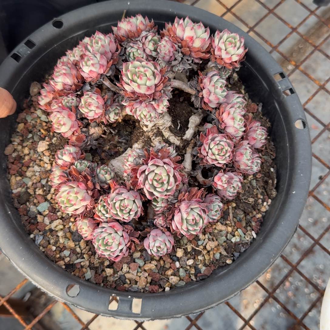 娜娜小狗多肉植物