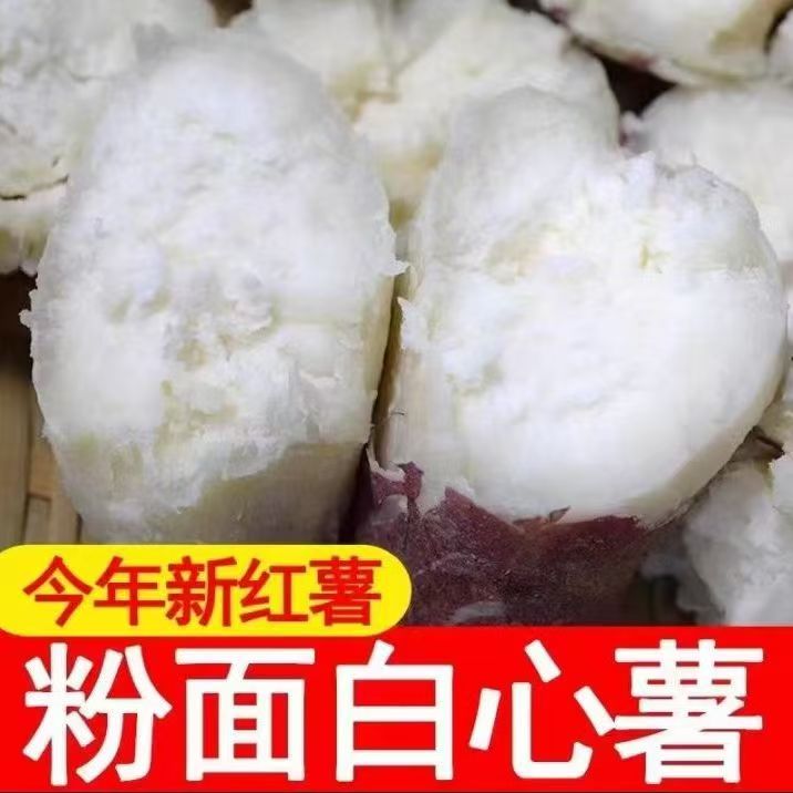 农家自种白红薯现挖现发薄皮白心红薯干面红薯老红薯番薯