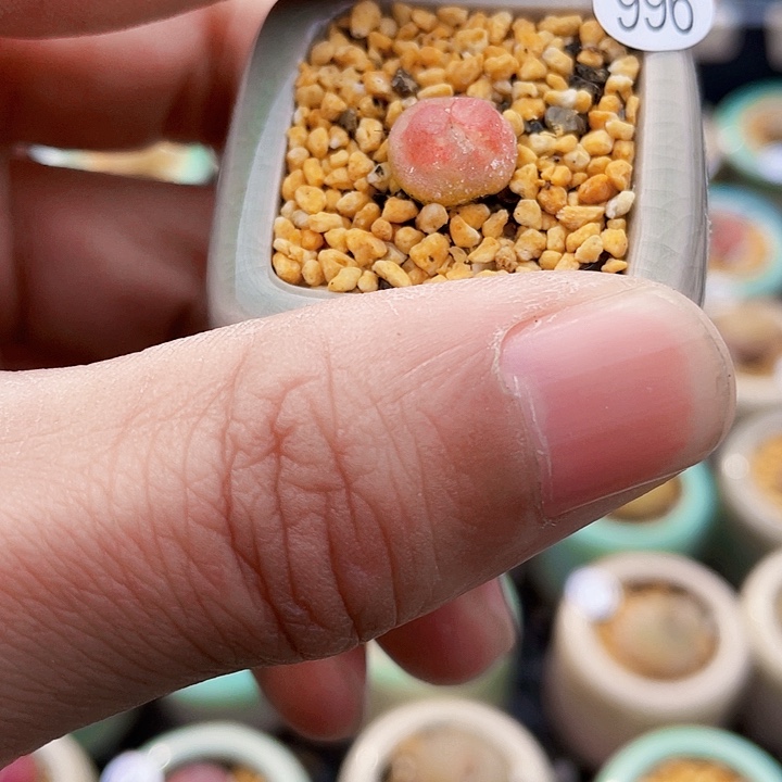 一物一拍……..拉登996