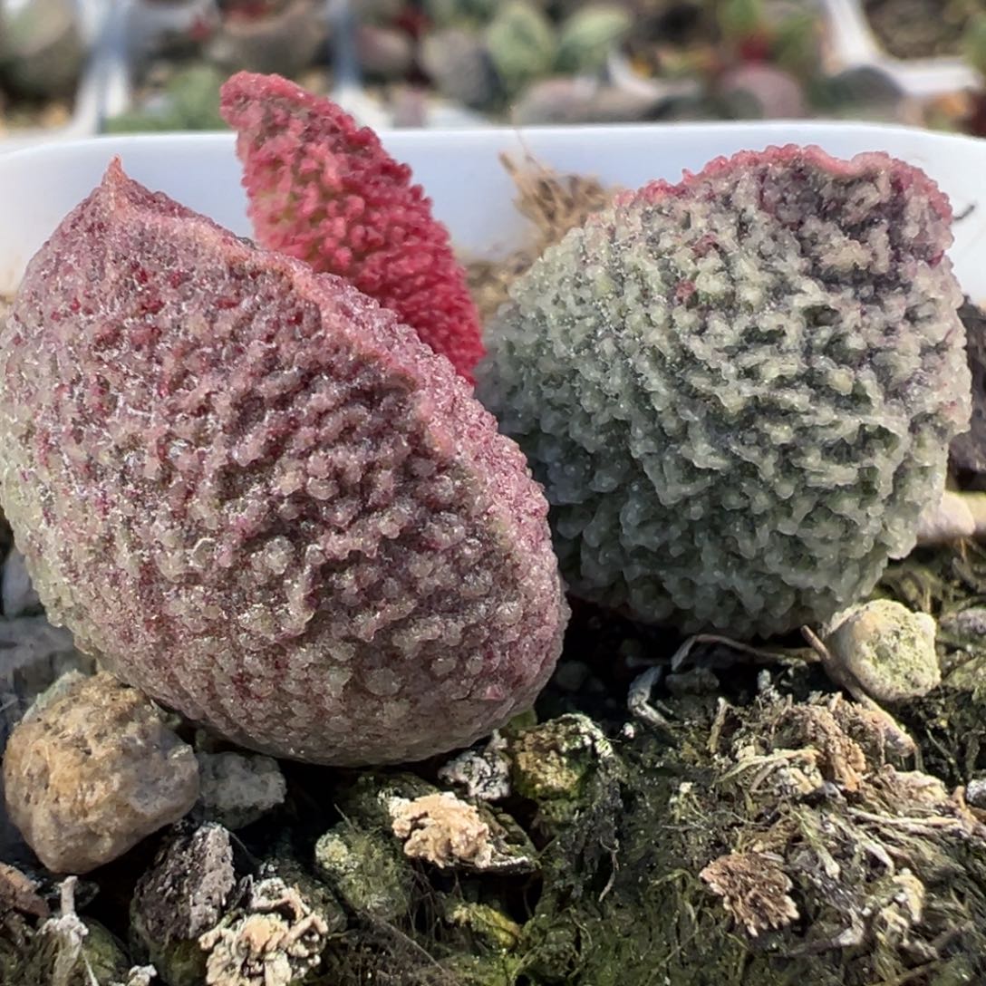 圆叶花斑波浪纹实生新品大苗