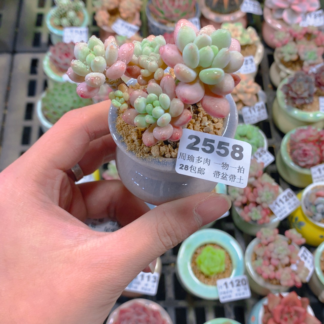 5厘米盆精控多肉2558