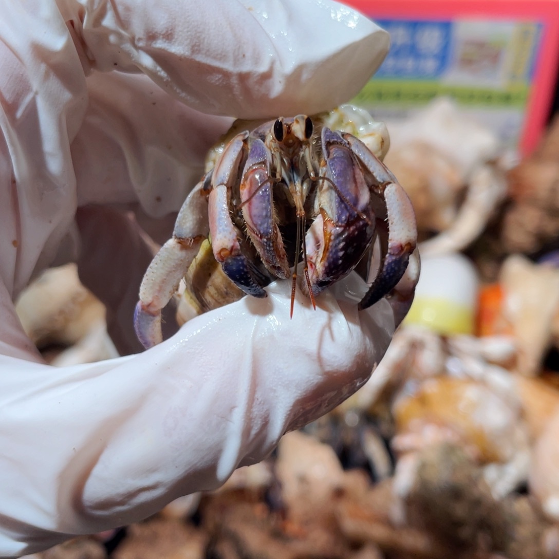 蜗居异宠寄居蟹0101紫陆