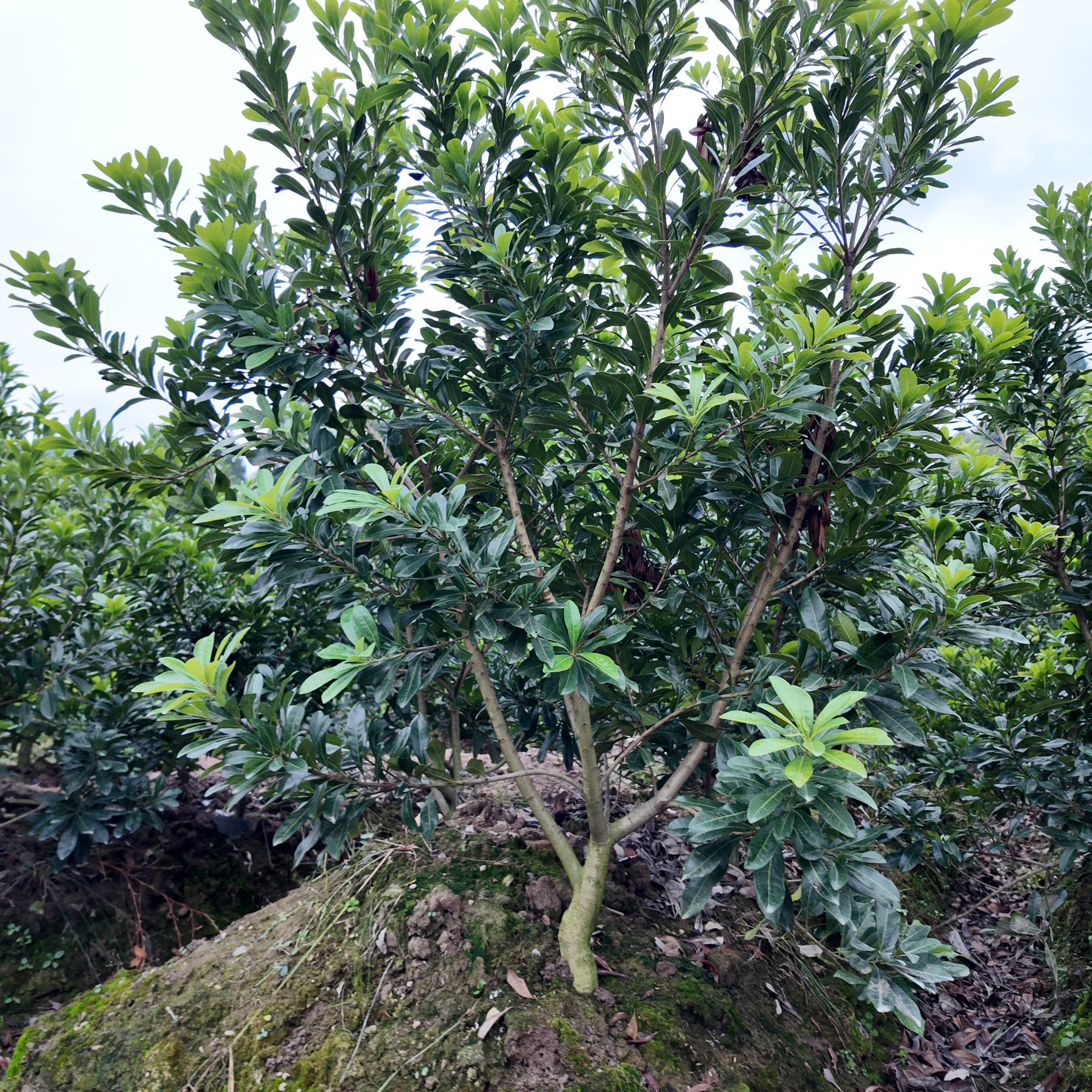 正宗仙居东魁杨梅树带土球庭院盆栽地栽易种好打理