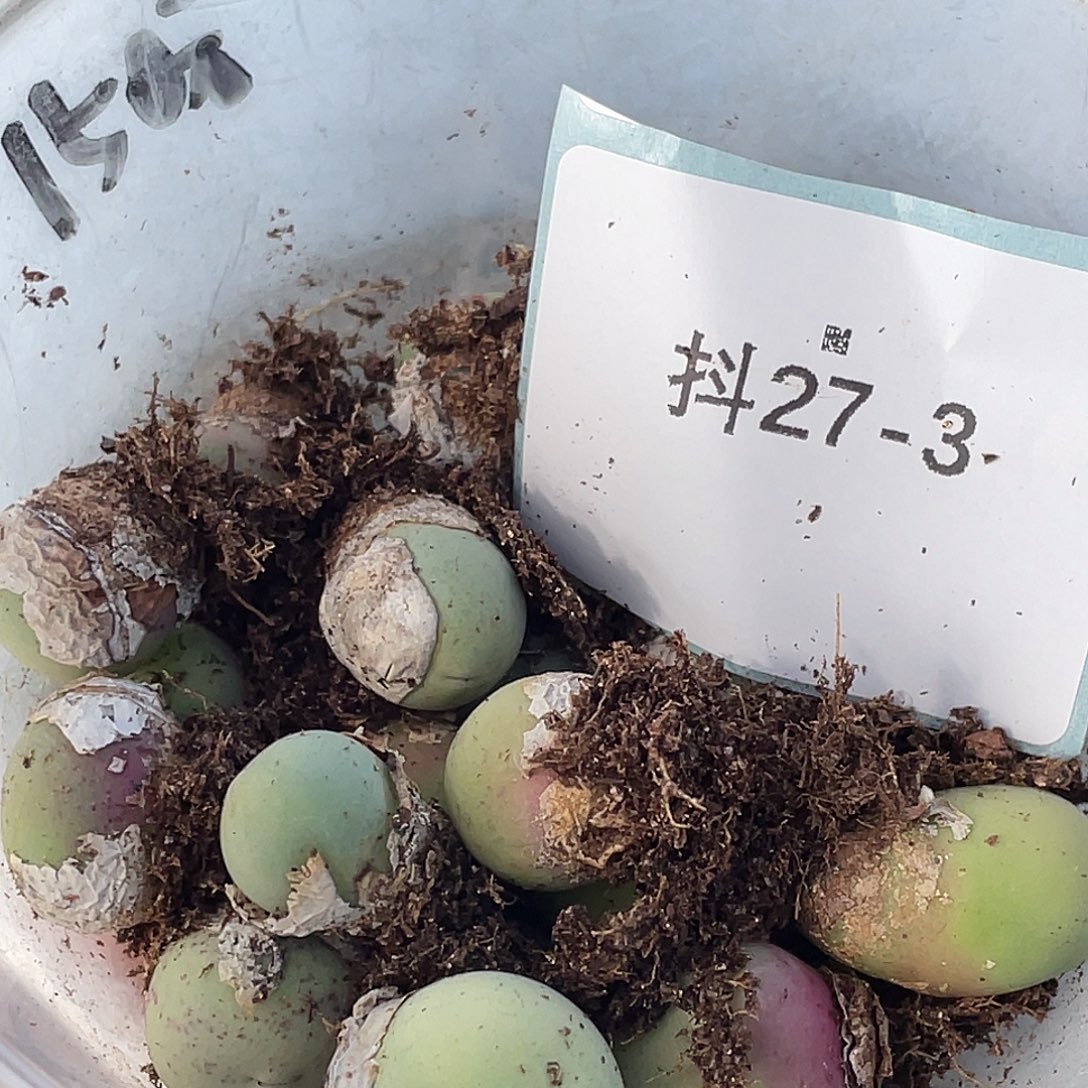 水***冻27-3肉锥多肉植物