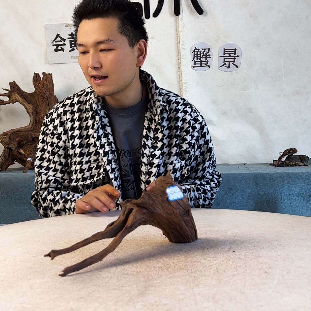 周末福利沉木造景爬宠造景