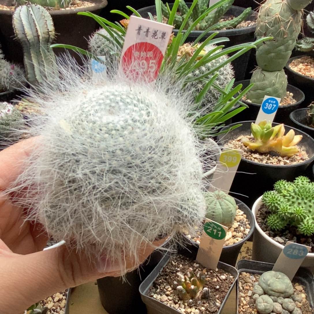 穴原玉翁一棵仙人球