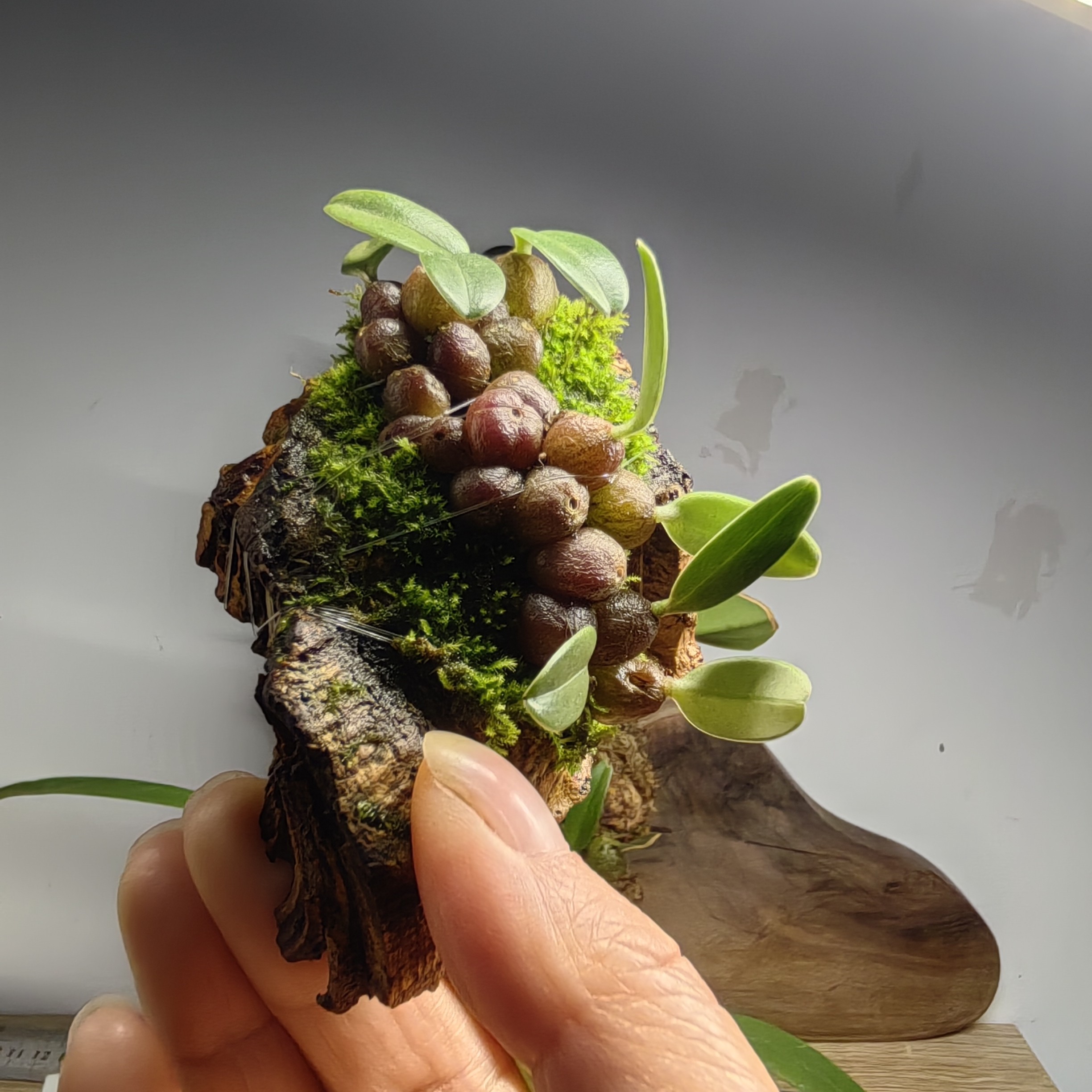 石豆兰种在葡萄牙软木块上，附有鲜活的绿色青苔。