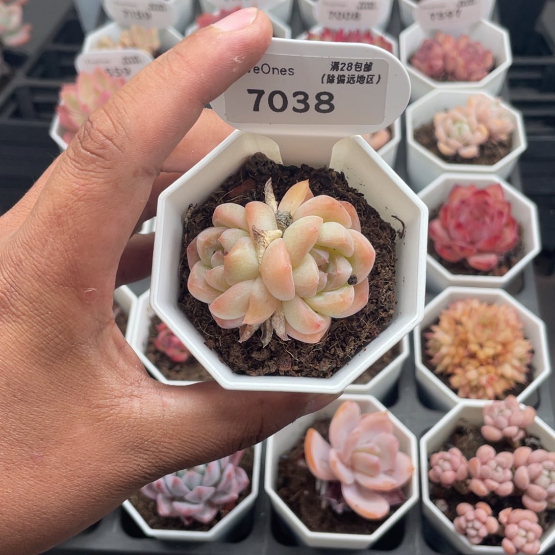 7038琥珀5.0厘米