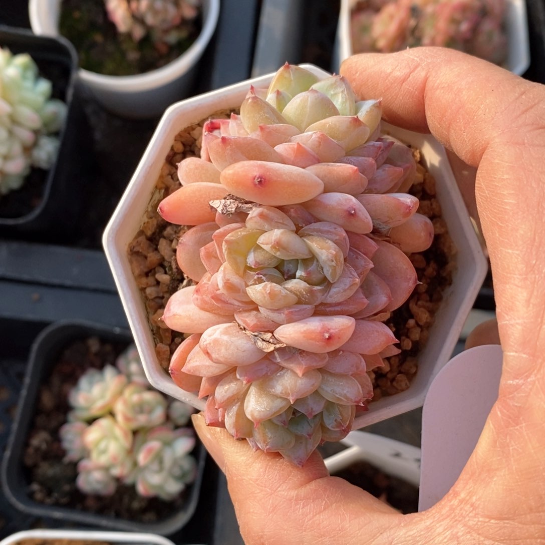 精品多肉一物一拍不包整40