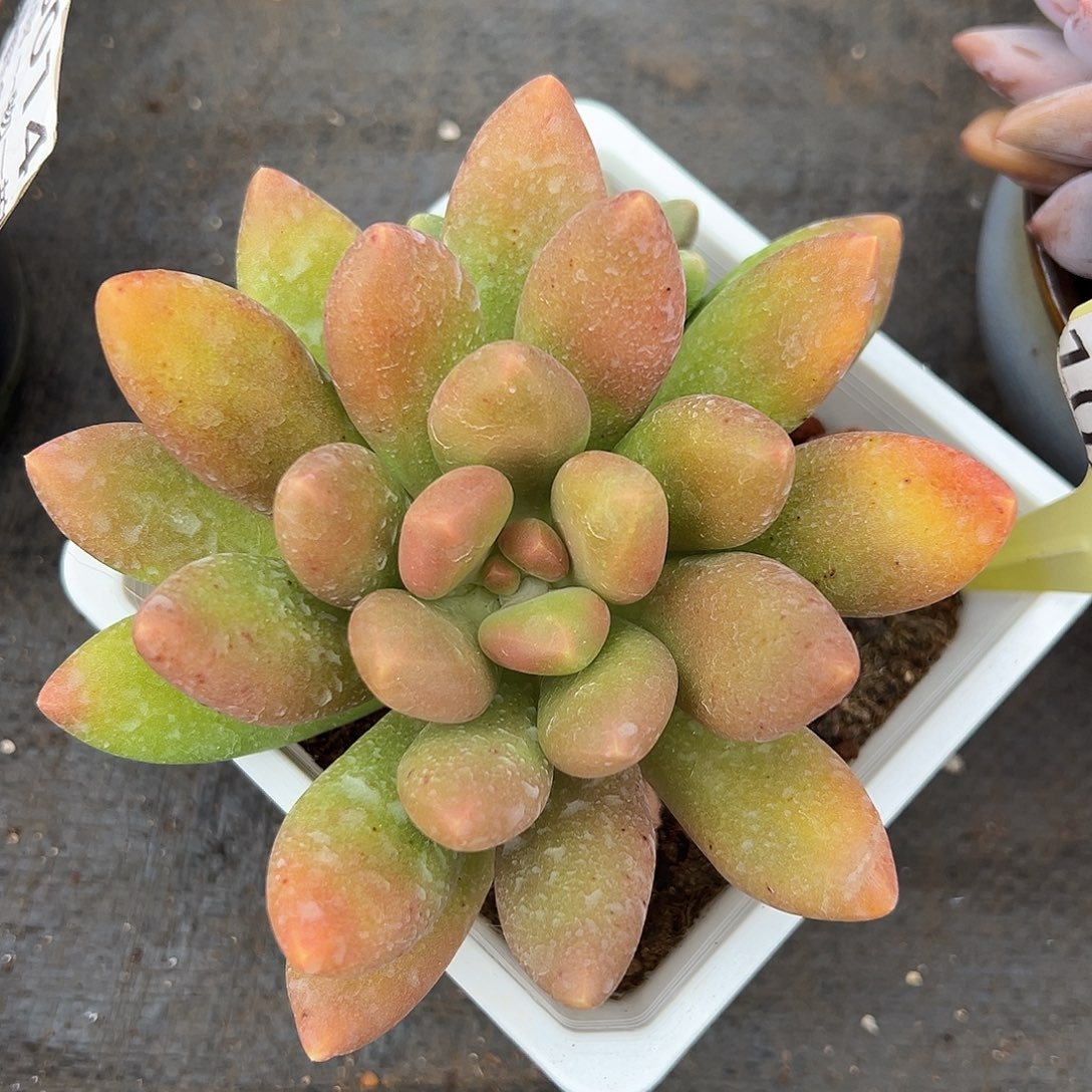 1027063 芒果奶全状态