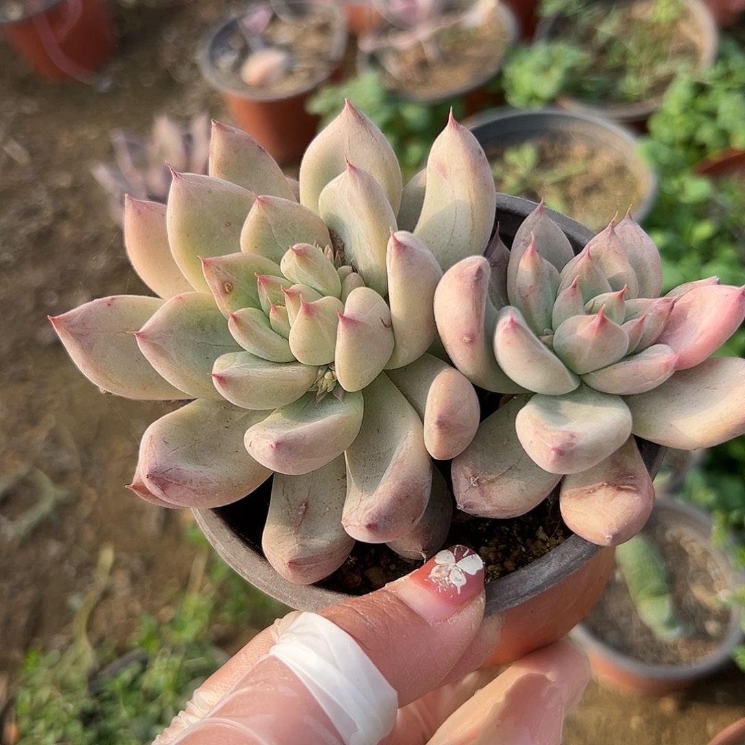 多肉植物多肉植物