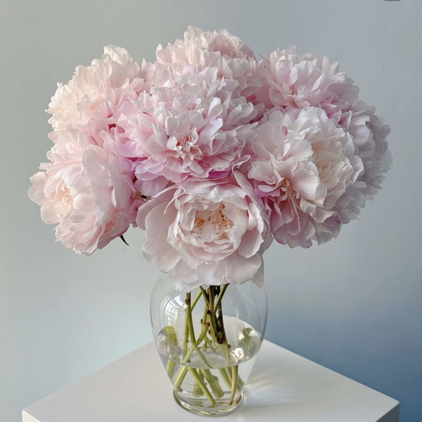 【种生粉芍药】【叁叁】 收到需醒花 云南鲜花基地批发直发