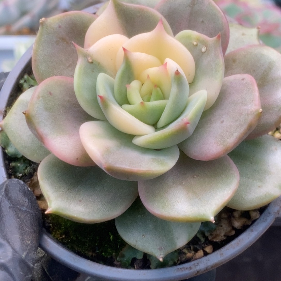 395贝加尔湖锦锦锦锦锦锦锦