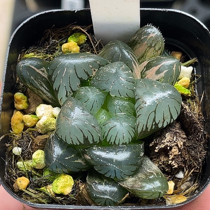 5大窗紫罗兰冰灯玉露锦