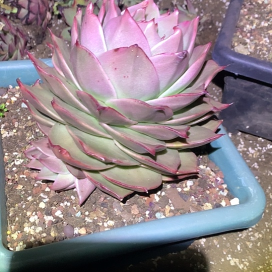 啊*每日特价活动开始了哦