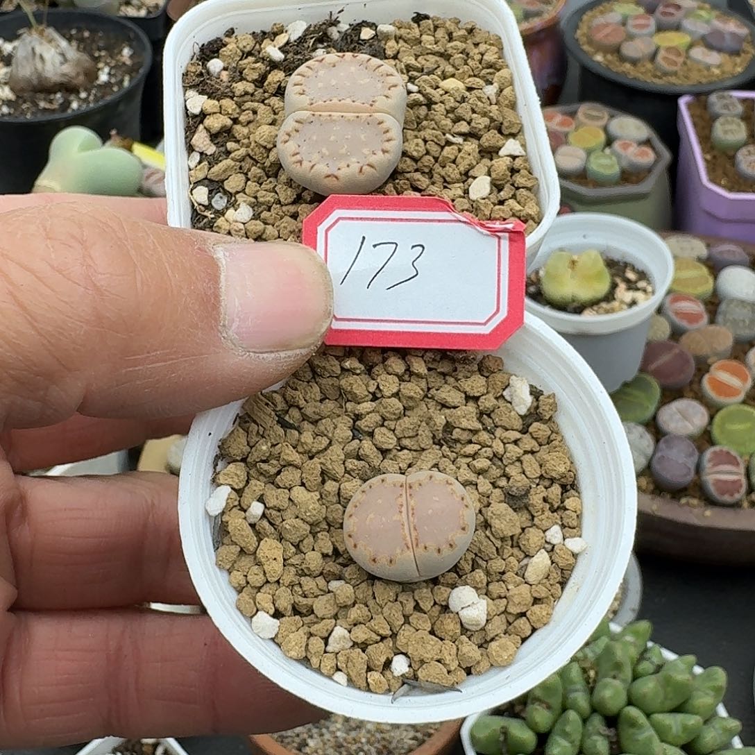 肥***咩173多肉哈哈哈哈哈哈哈