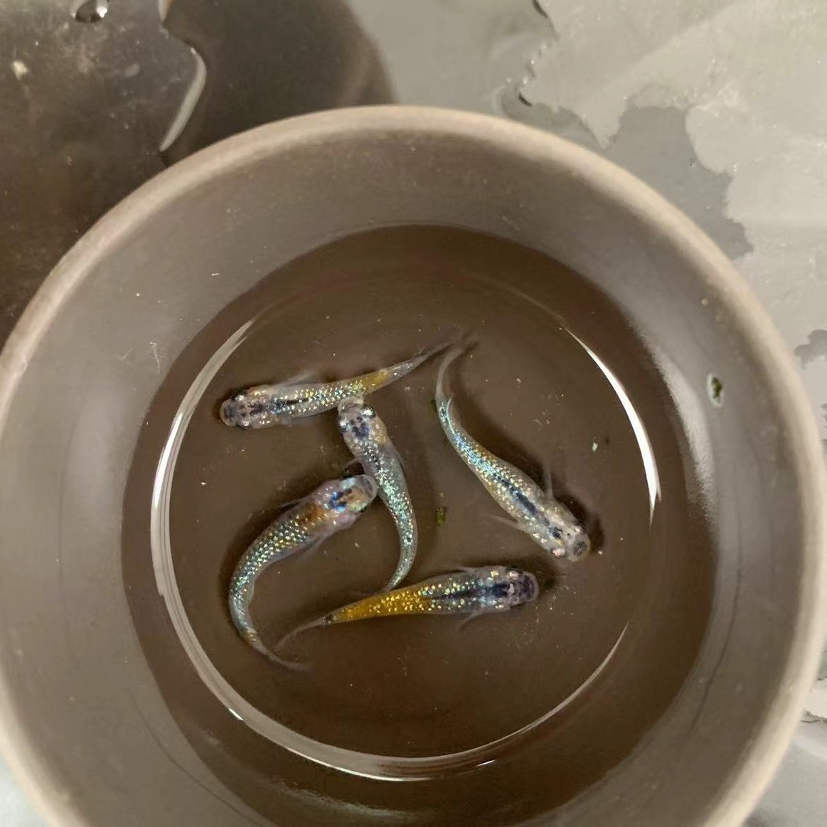 一物一拍  1-69号