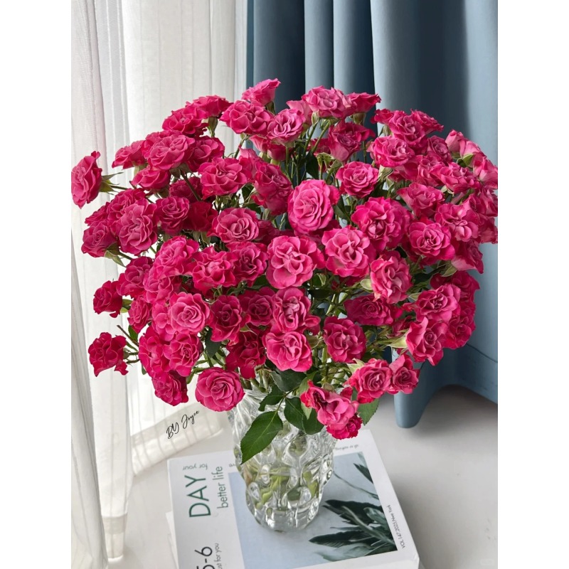 【星海湾】多头玫瑰 真花 鲜切花 云一单中通 拍够任意两单鲜花顺丰