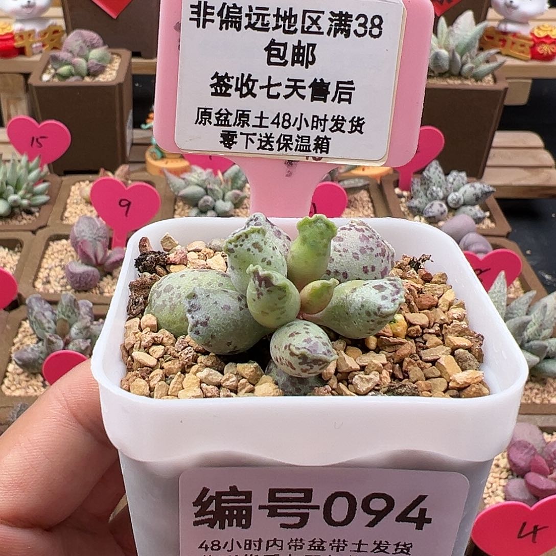 094达摩海豹水泡多肉
