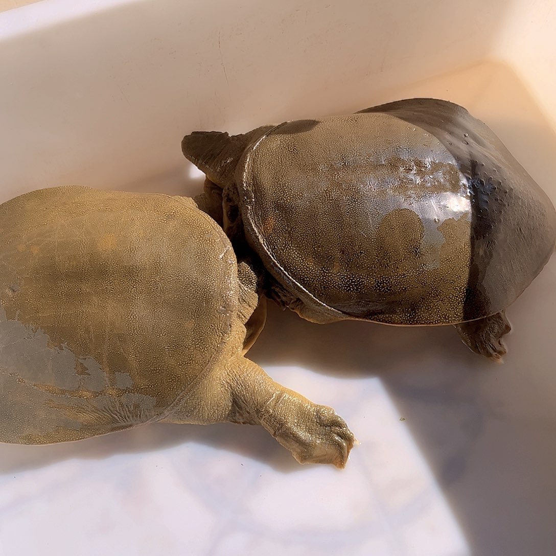 中国大陆野生甲鱼包邮包活