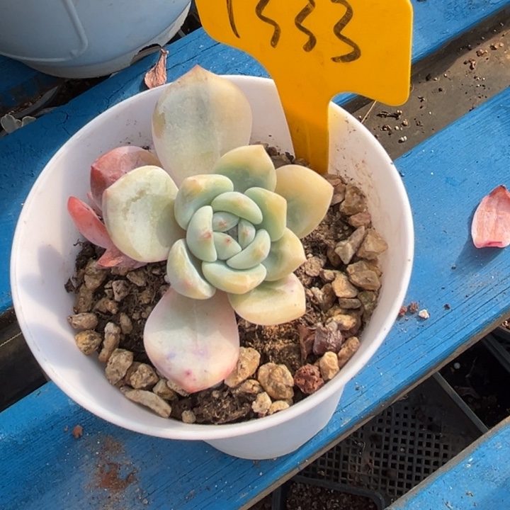 1333多肉888898888888