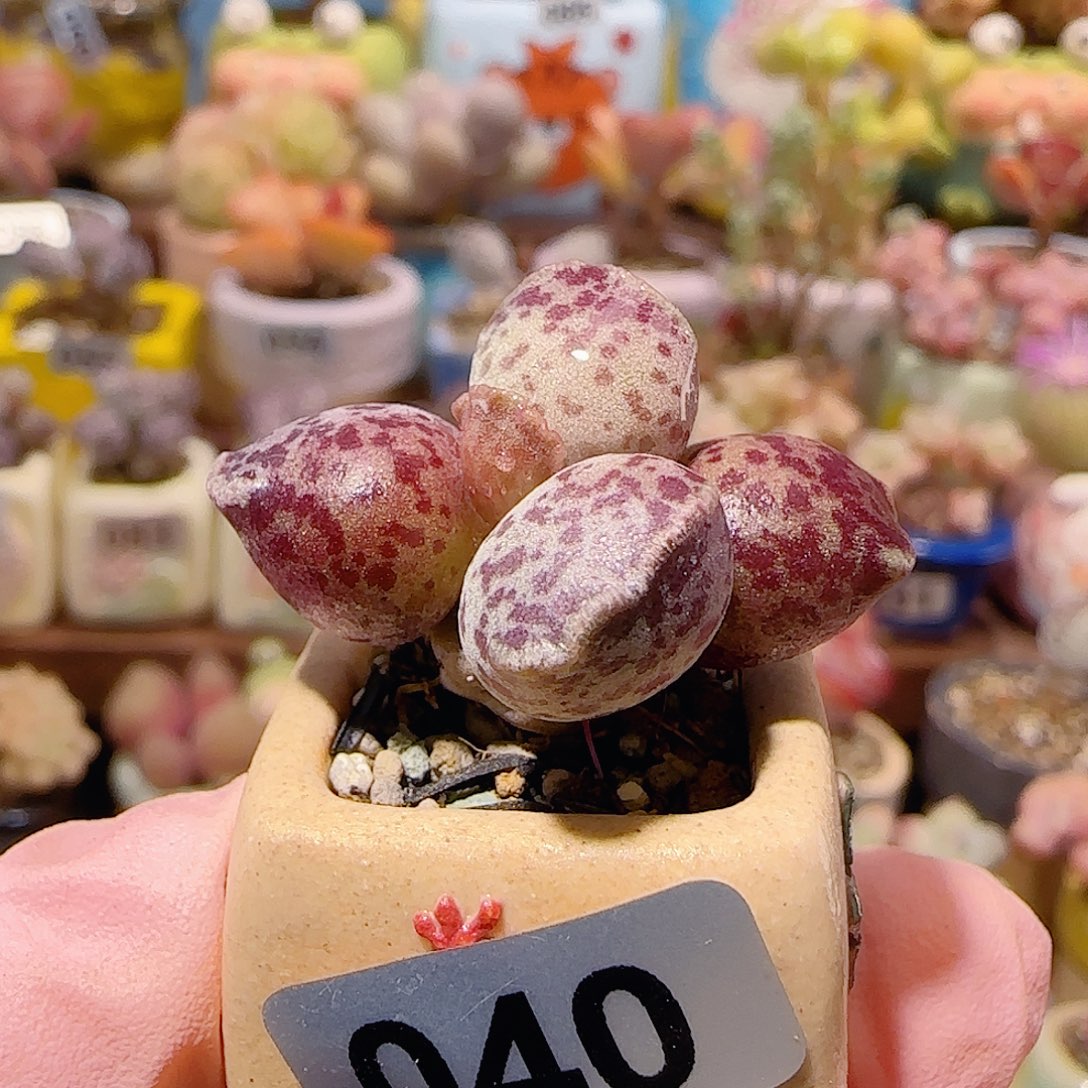 T可爱粉丸盆口2.5cm