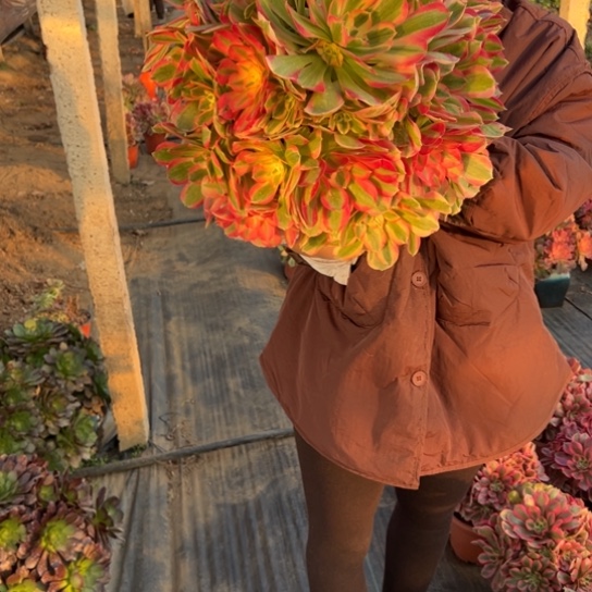 超大青苹果一颗包邮福利