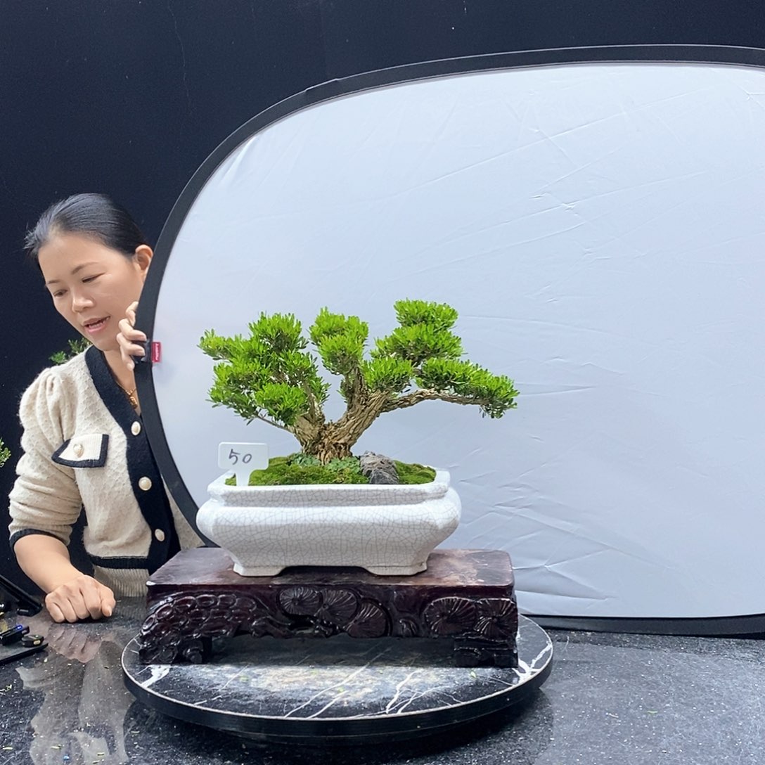 无花朵黄杨盆景艺术