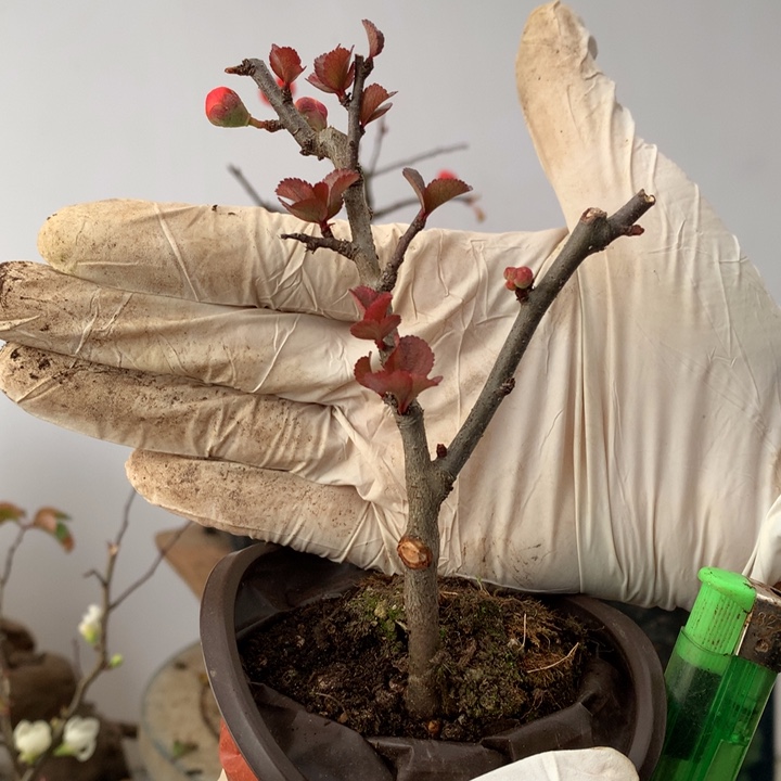 无花朵幽*原生小品