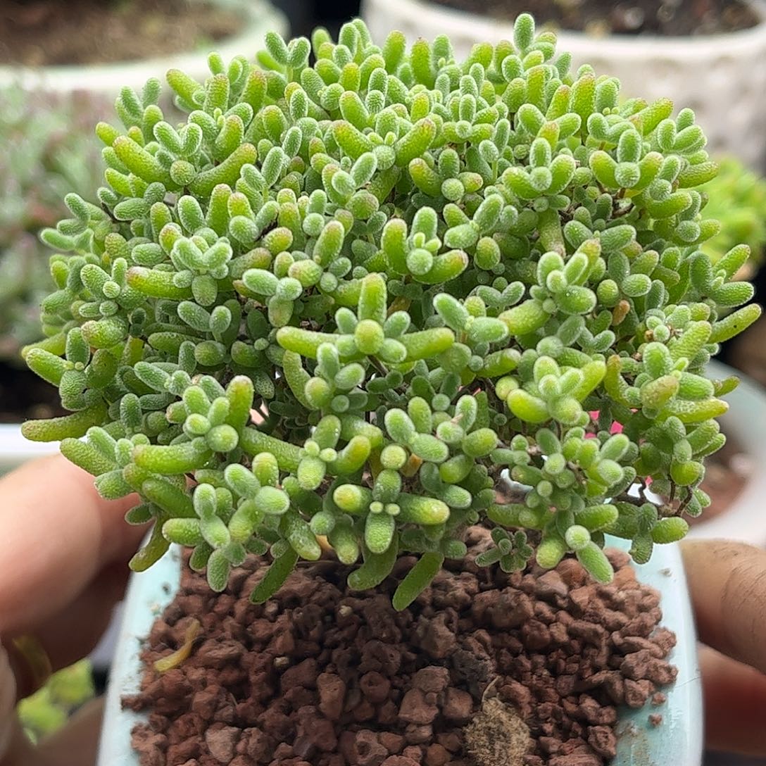 10蜜桔带盆优选枝干