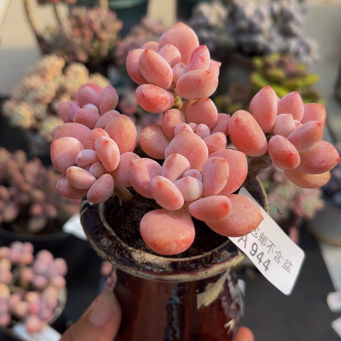 944樱花洛神8cm多肉植物
