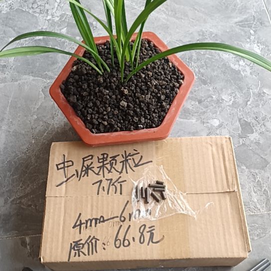今****兰菌黑山虫屎颗粒7.7