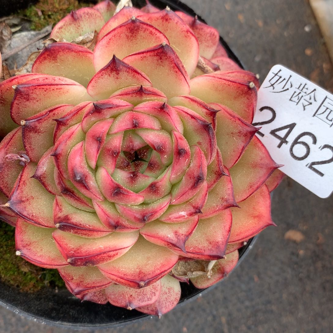 2462杂交精品基地8厘米