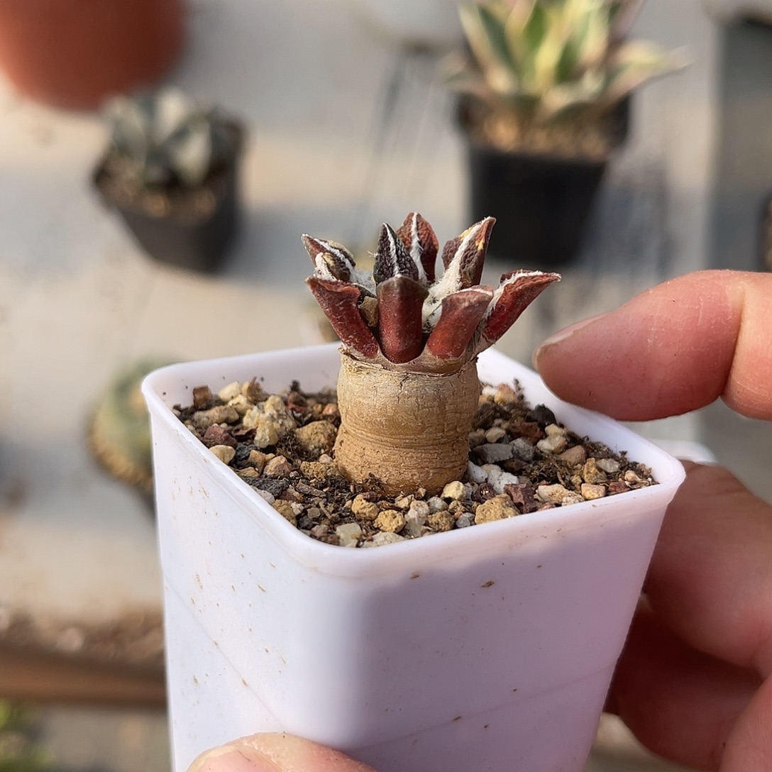 实生黑牡丹一物一拍