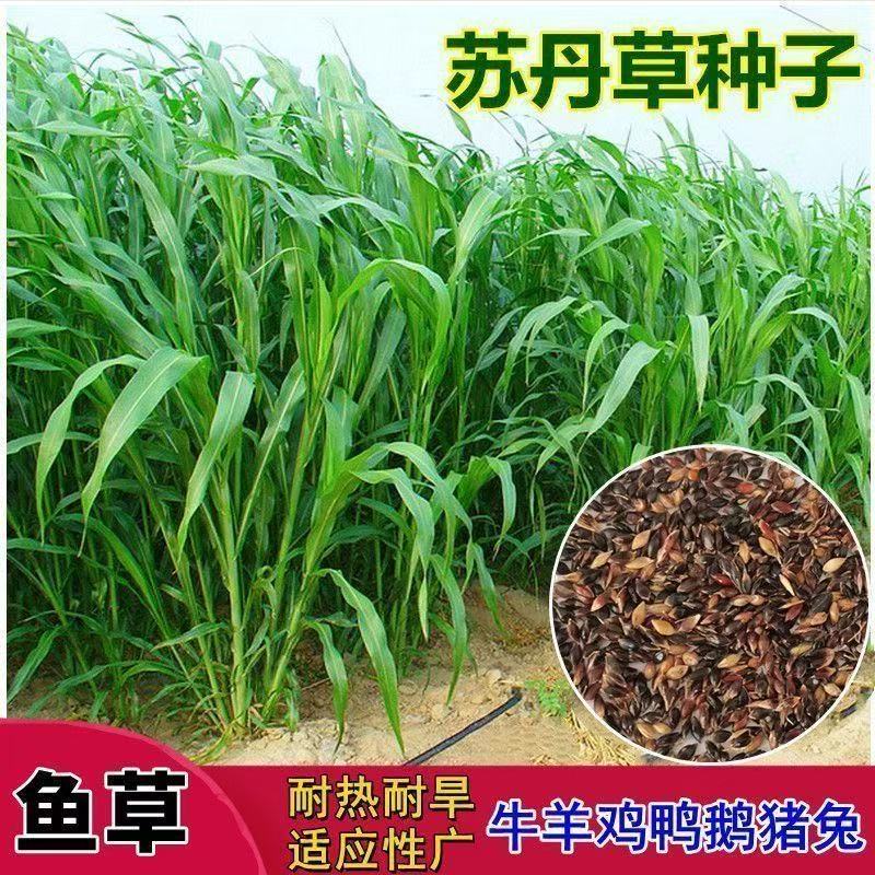 进口苏丹草种子四季播种高产牧草籽猪牛羊兔喂鱼养殖多年生牧草