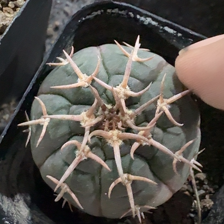 猫爪实生仙人球多肉