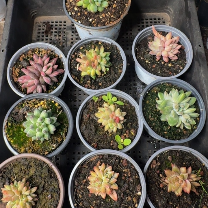 2613多肉植物一物一拍