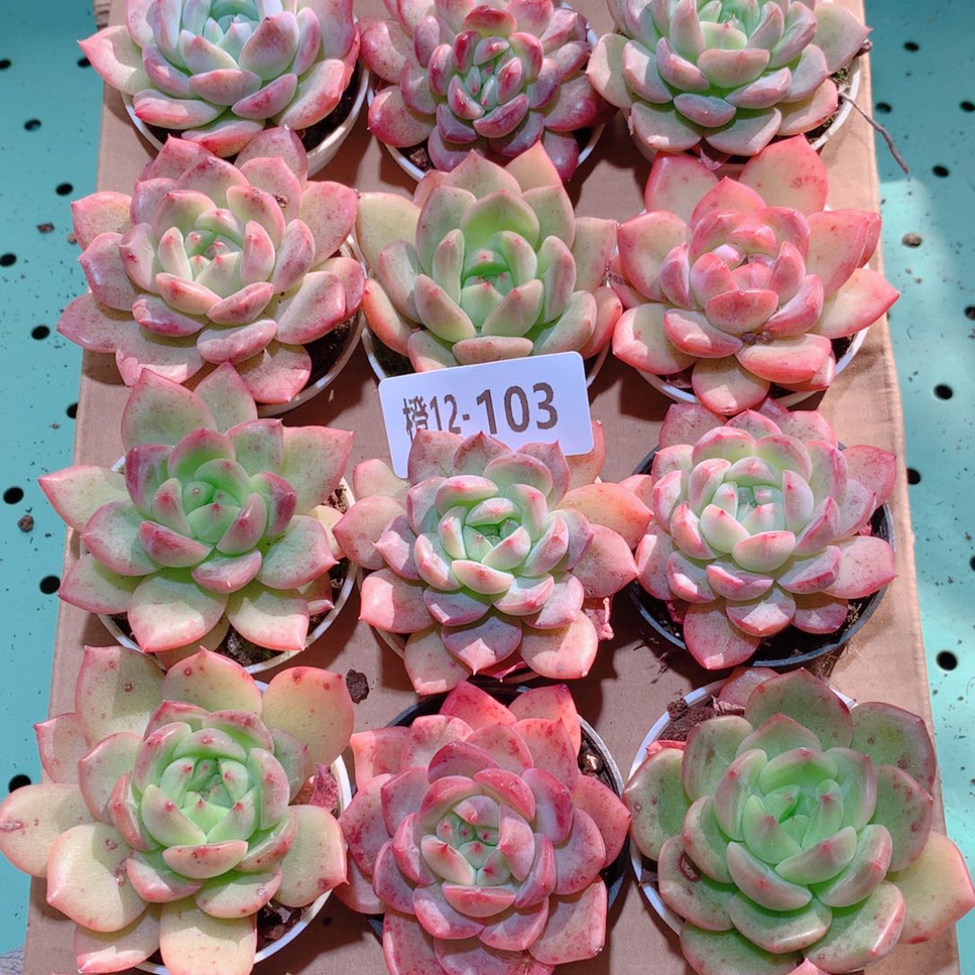 12-103一物一拍多肉带盆18颗