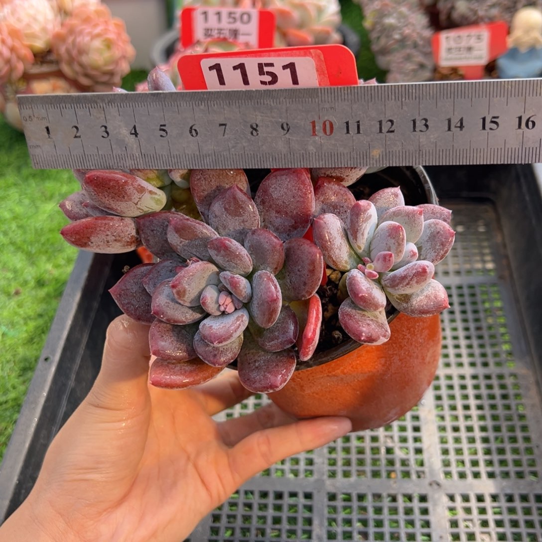 表妹精品多肉1151.