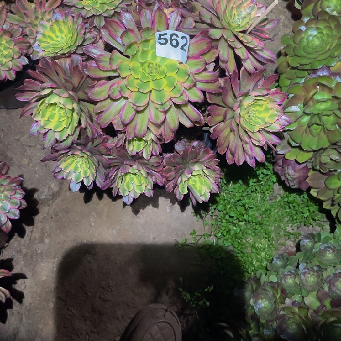 多肉法师592号奥黛丽发货不包损