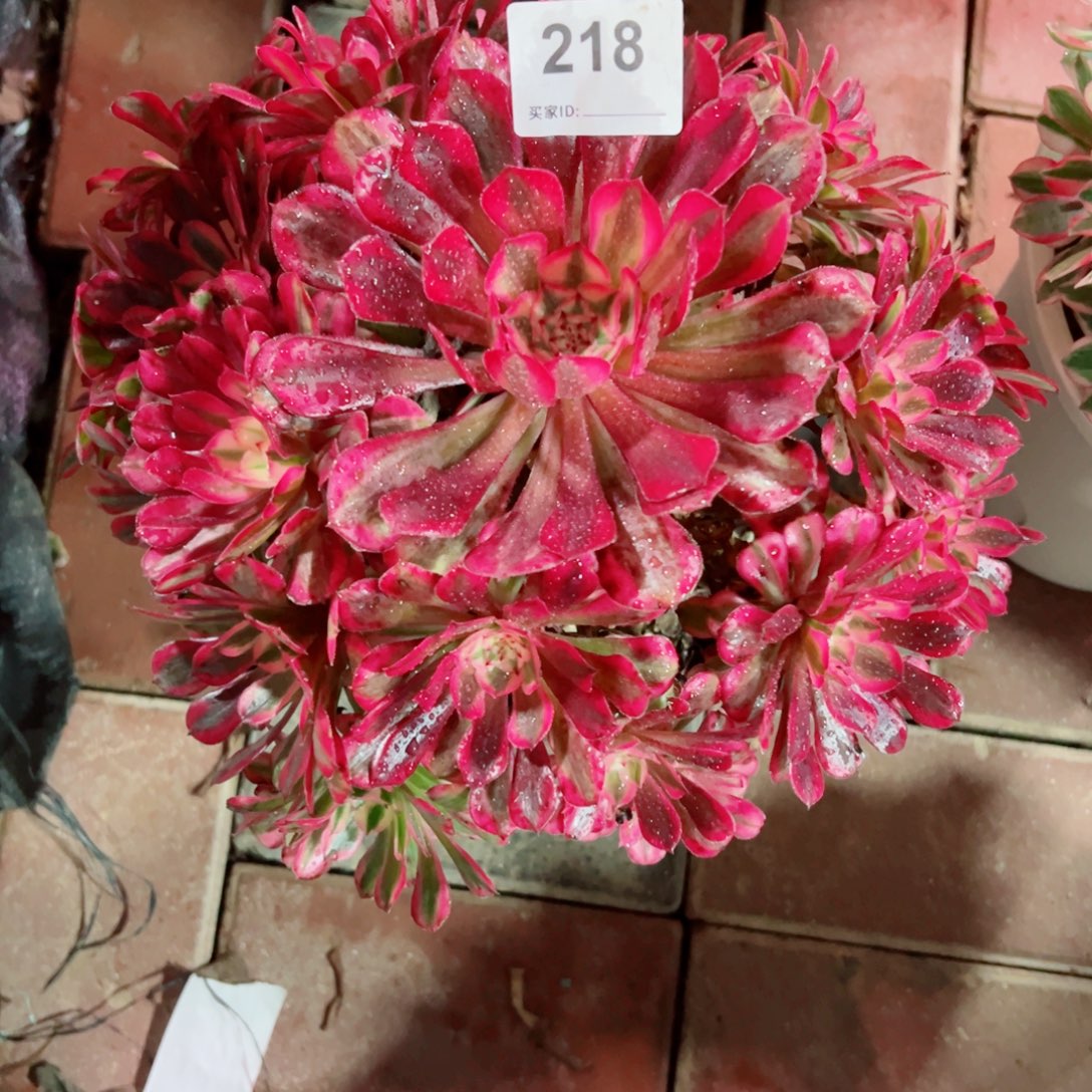 218红铜白法师多肉植物