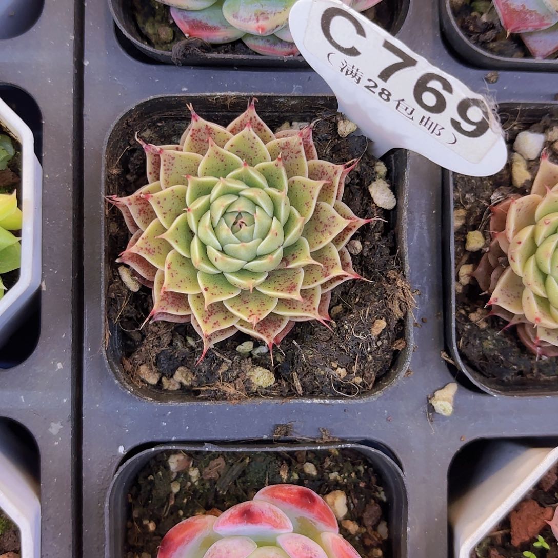 C769叠叶一物语拍