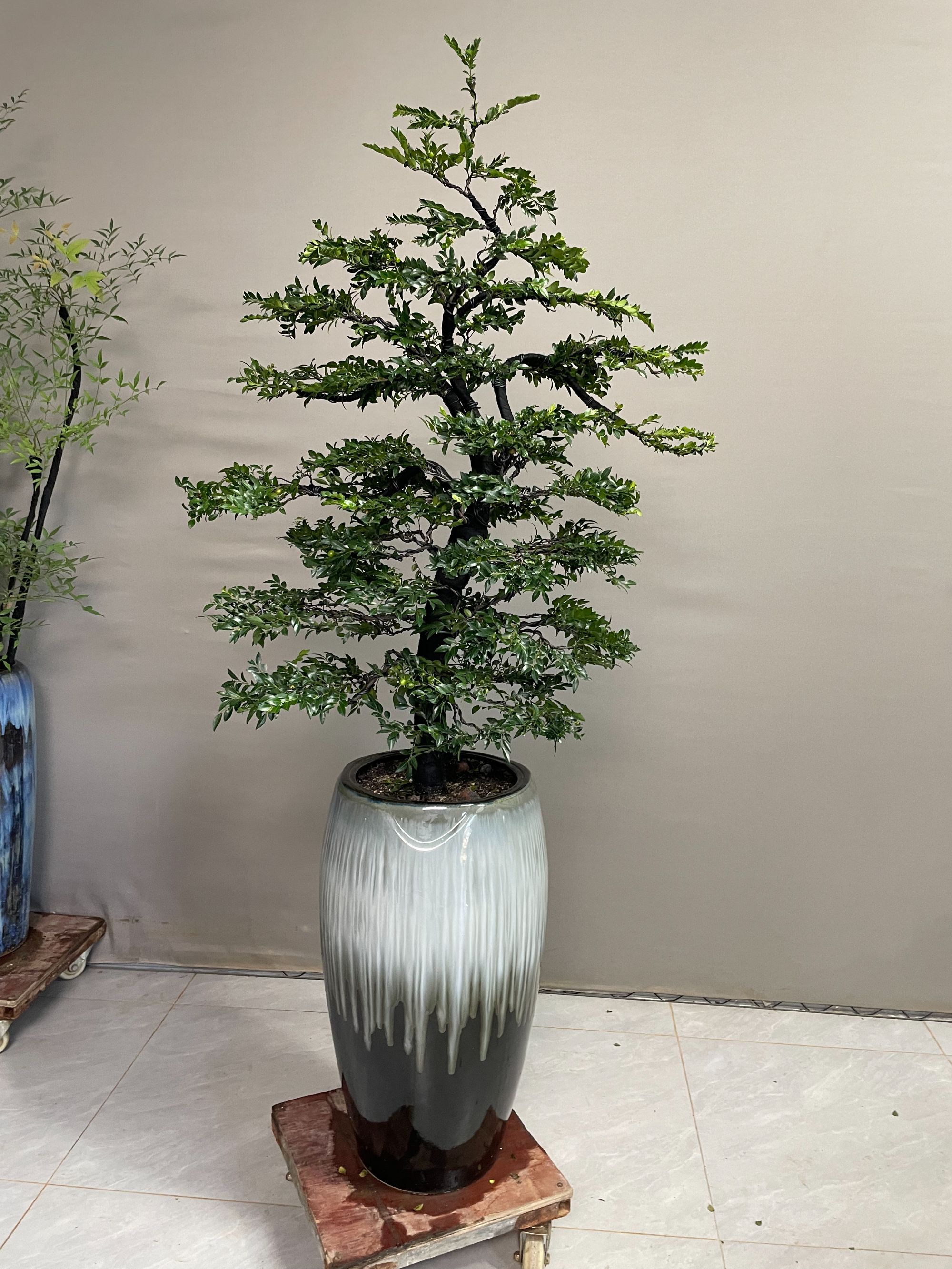 广东小叶紫檀盆栽 绿植盆栽室内 花卉绿植盆栽 办公室绿植盆栽