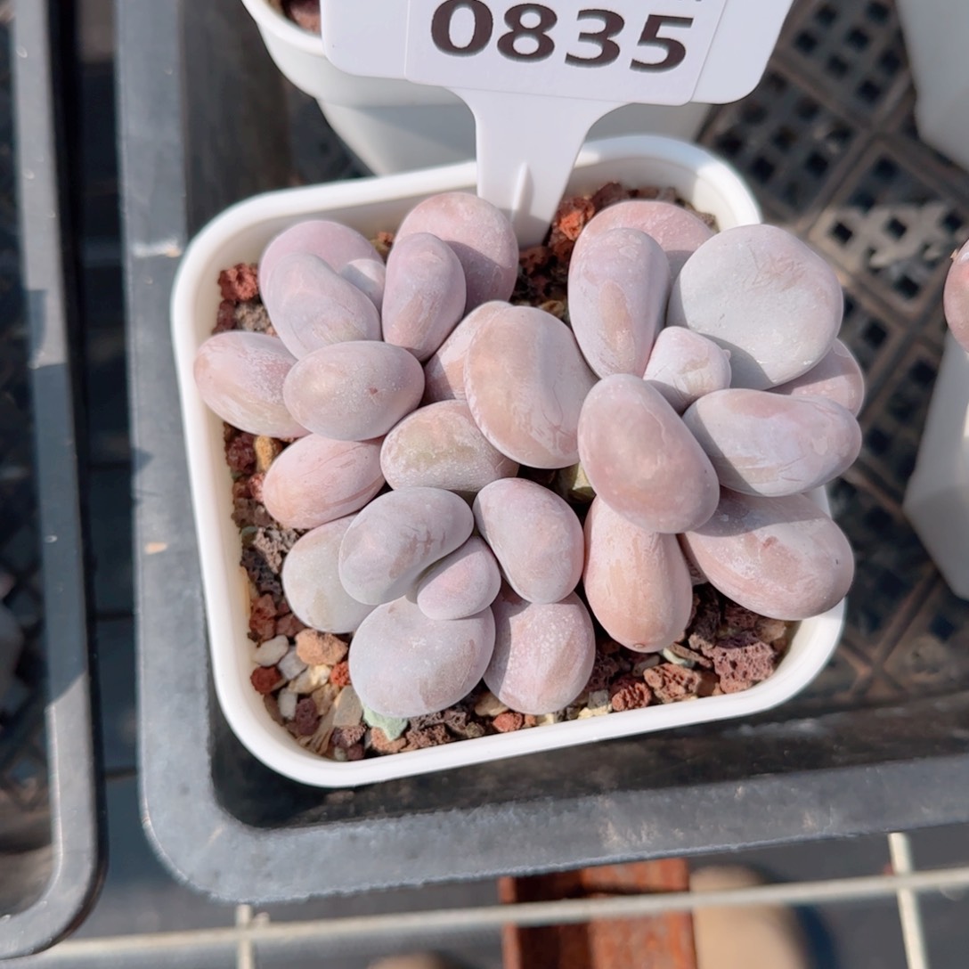 多肉植物0835…………