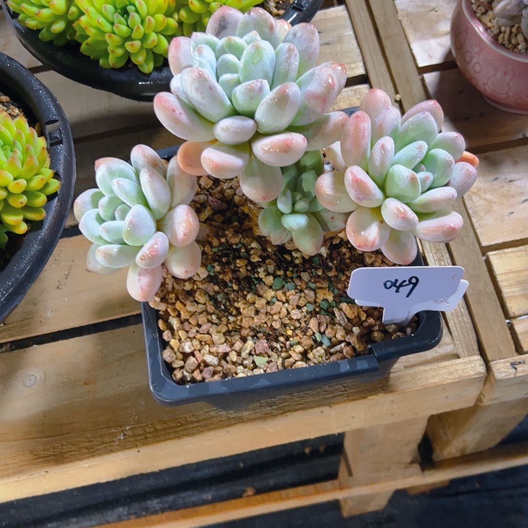 月****l049香水石化58。。。。。